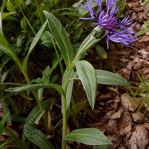 Photographie n°333000 du taxon Cyanus montanus (L.) Hill [1768]