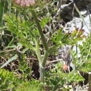 Photographie n°333012 du taxon Daucus carota subsp. gummifer (Syme) Hook.f. [1884]