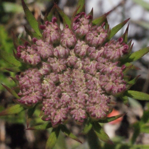 Photographie n°333014 du taxon Daucus carota subsp. gummifer (Syme) Hook.f. [1884]