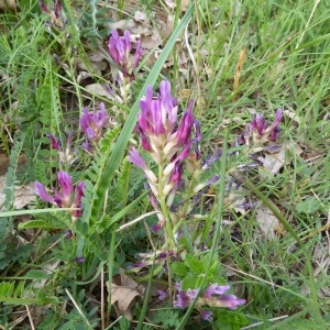 Photographie n°333061 du taxon Astragalus L. [1753]