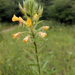 Photographie n°333081 du taxon Oenothera L. [1753]