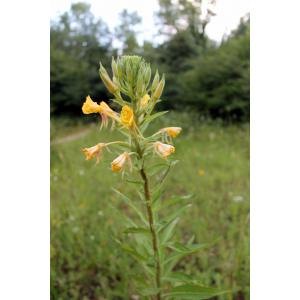 Oenothera sp.