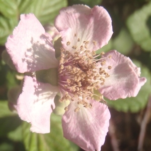 Photographie n°333209 du taxon Rubus ulmifolius Schott [1818]