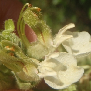 Photographie n°333224 du taxon Teucrium flavum L. [1753]