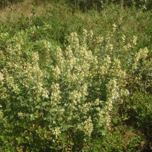 Photographie n°333234 du taxon Teucrium flavum L. [1753]