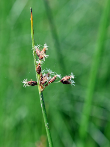 Gérard Leveslin, le 14 juin 2015 (Allée de la Clairière, 91190 Gif-sur-Yvette, France (La clairière))
