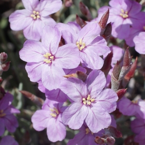 Photographie n°333477 du taxon Limoniastrum monopetalum (L.) Boiss. [1848]