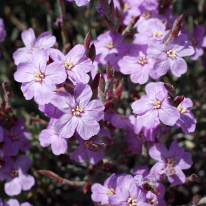 Photographie n°333478 du taxon Limoniastrum monopetalum (L.) Boiss. [1848]