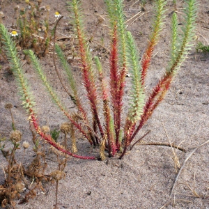 Photographie n°333518 du taxon Euphorbia paralias L. [1753]