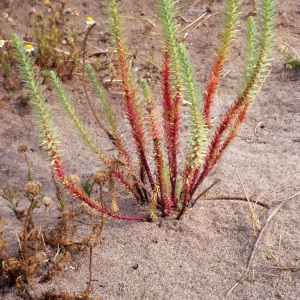 Photographie n°333519 du taxon Euphorbia paralias L. [1753]