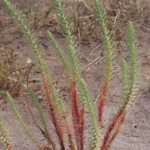 Photographie n°333520 du taxon Euphorbia paralias L. [1753]