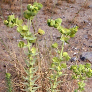 Tithymalus maritimus Lam. (Euphorbe des dunes)