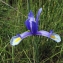  Liliane Roubaudi - Iris xiphium L. [1753]