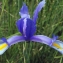  Liliane Roubaudi - Iris xiphium L. [1753]