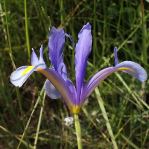 Iris xiphium L. (Iris à feuilles en glaive)