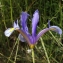  Liliane Roubaudi - Iris xiphium L. [1753]