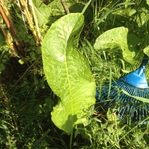 Photographie n°333567 du taxon Rumex L. [1753]