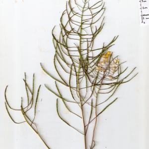 Photographie n°333579 du taxon Erucastrum nasturtiifolium (Poir.) O.E.Schulz [1916]