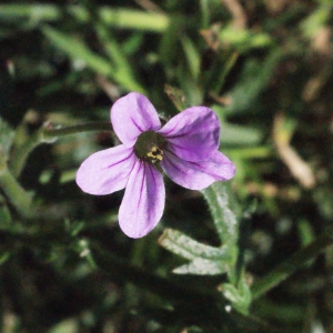 Erodium gasparrinii Guss. (Bec-de-grue en grappe)