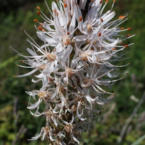 Photographie n°333695 du taxon Asphodelus macrocarpus subsp. arrondeaui (J. Lloyd) Rivas Mart.