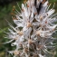  Liliane Roubaudi - Asphodelus macrocarpus subsp. arrondeaui (J. Lloyd) Rivas Mart.
