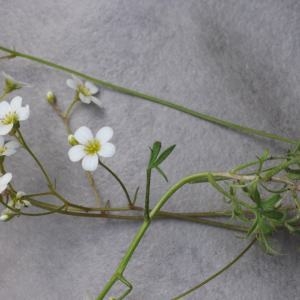 Photographie n°333731 du taxon Saxifraga prostii Sternb. [1831]