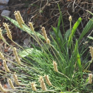 Photographie n°333736 du taxon Plantago holosteum Scop. [1771]