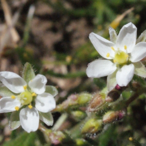 Photographie n°333744 du taxon Spergula arvensis L. [1753]