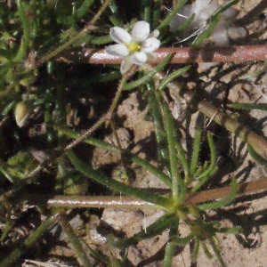 Photographie n°333745 du taxon Spergula arvensis L. [1753]