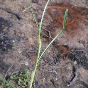 Photographie n°333747 du taxon Carex hirta L. [1753]