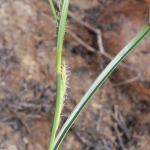 Photographie n°333748 du taxon Carex hirta L. [1753]