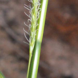 Photographie n°333749 du taxon Carex hirta L. [1753]