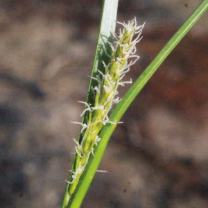 Photographie n°333751 du taxon Carex hirta L. [1753]