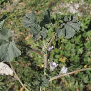 Photographie n°333764 du taxon Malva neglecta Wallr. [1824]