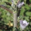  Liliane Roubaudi - Malva neglecta Wallr. [1824]