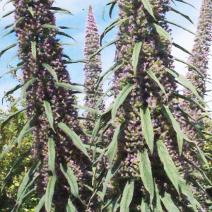 Photographie n°333773 du taxon Echium pininana Webb & Berthel.