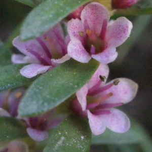 Lysimachia maritima (L.) Galasso, Banfi & Soldano (Glaux)