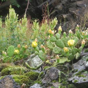 Photographie n°333800 du taxon Opuntia humifusa (Raf.) Raf. [1830]