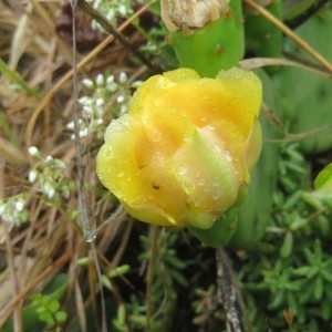 Photographie n°333801 du taxon Opuntia humifusa (Raf.) Raf. [1830]