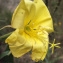  Liliane Roubaudi - Oenothera glazioviana Micheli [1875]