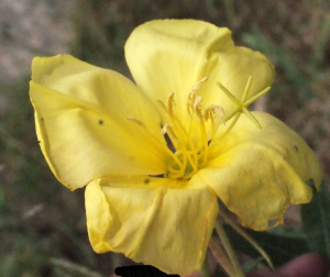 Liliane Roubaudi, le 16 juin 2015 (Narbonne (Domaine des Karantes))