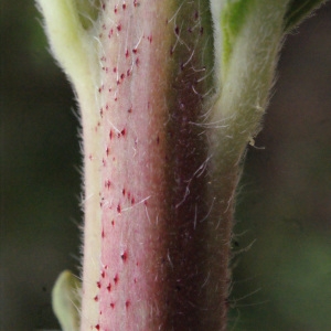  - Oenothera glazioviana Micheli [1875]
