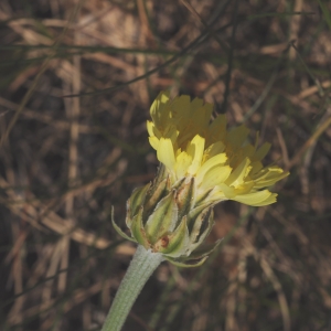 Photographie n°333859 du taxon Crepis albida Vill. [1779]