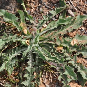 Photographie n°333860 du taxon Crepis albida Vill. [1779]