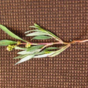 Photographie n°333866 du taxon Persicaria lapathifolia (L.) Delarbre [1800]