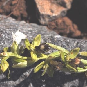 Photographie n°333871 du taxon Ophrys aymoninii (Breistr.) Buttler [1986]