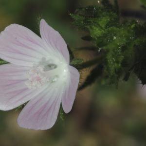 Photographie n°333876 du taxon Malva setigera Spenn. [1829]