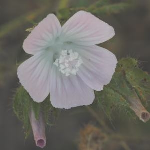 Photographie n°333877 du taxon Malva setigera Spenn. [1829]