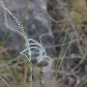 Photographie n°333881 du taxon Stipa gallica Celak. [1883]