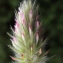  Liliane Roubaudi - Trifolium angustifolium L.